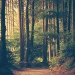 trail in the woods